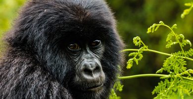 8 Days Lowland Gorillas & Mountain Gorillas