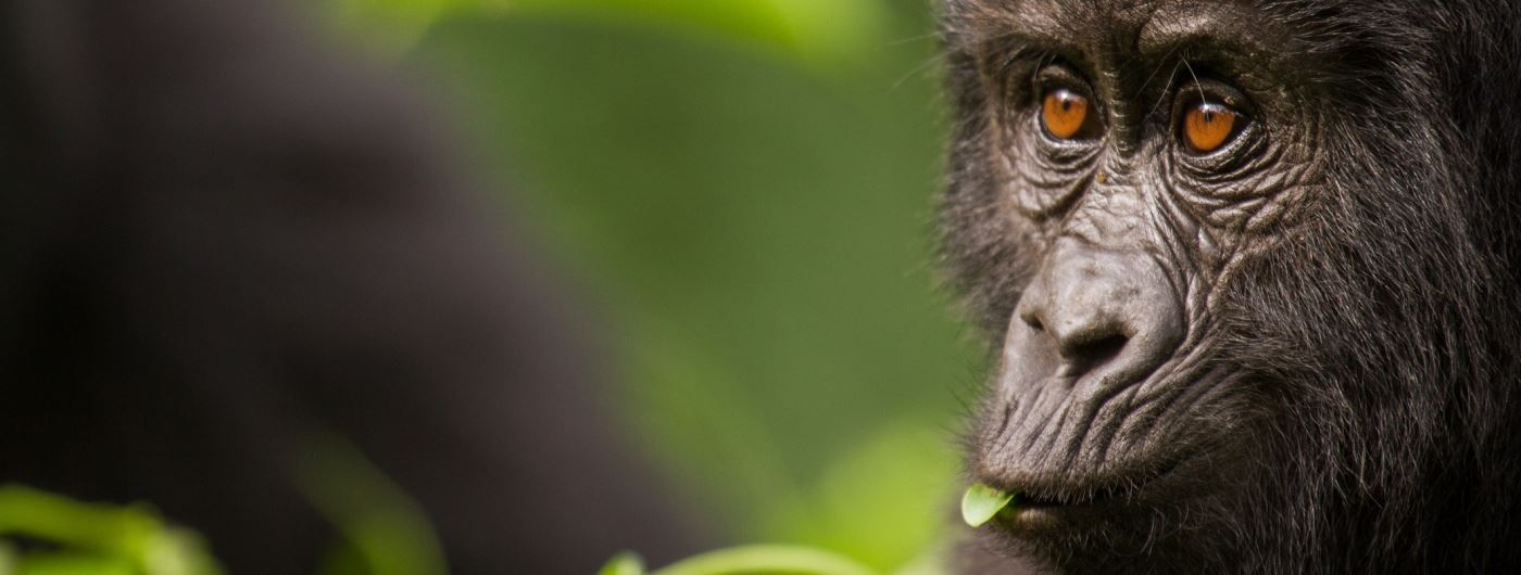 Uganda tour and travel company