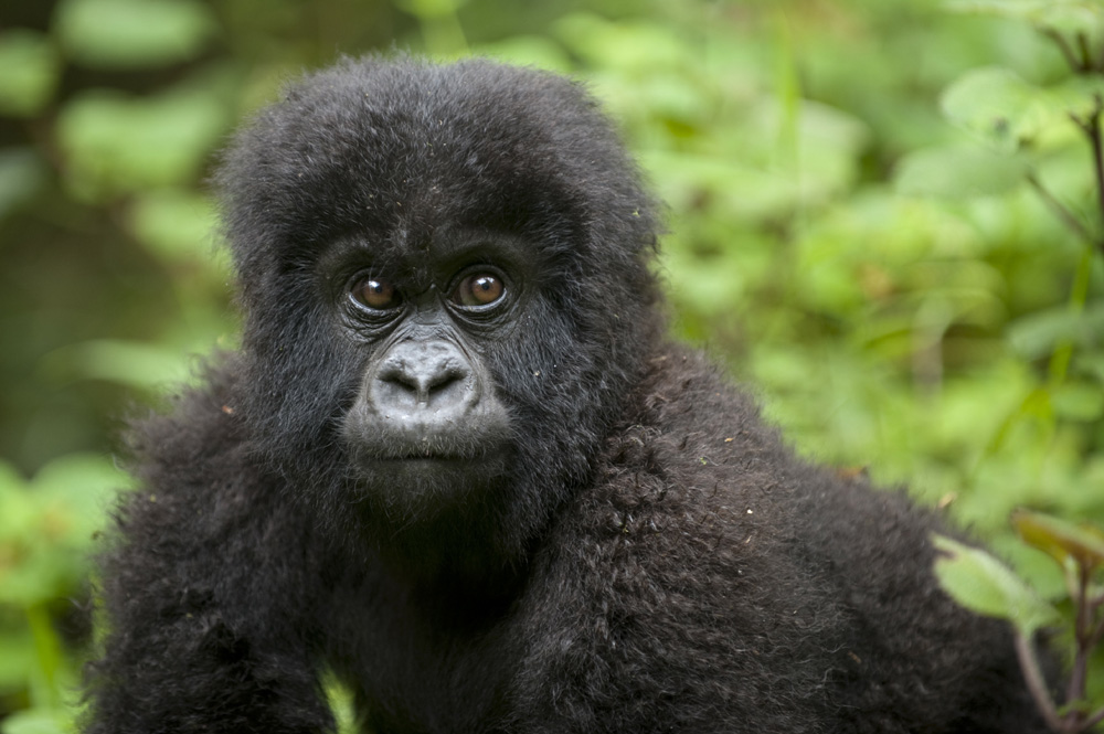 5 Days Gorilla Tour in Congo