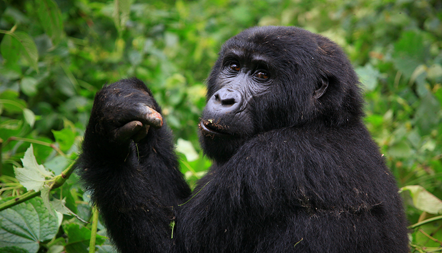 3 Days Gorillas & Golden Monkeys
