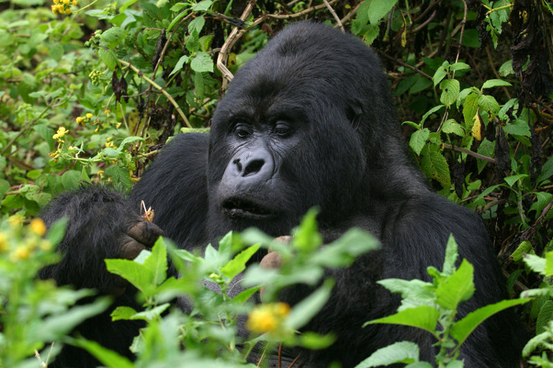2 Days Rwanda Gorilla Safari
