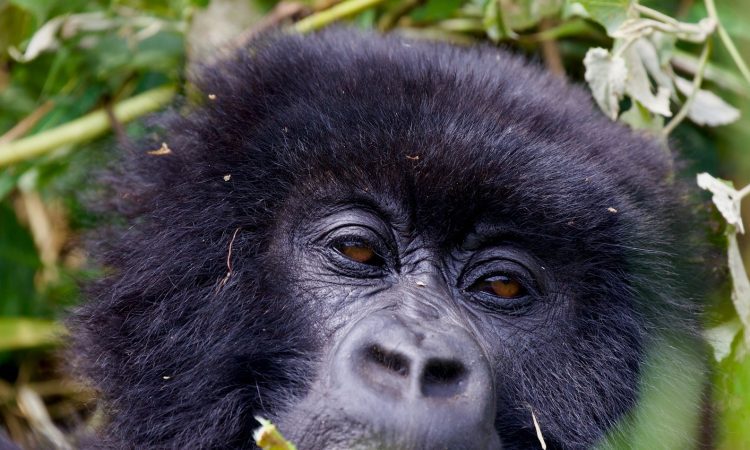 1-Day Rwanda Gorilla Trek: A Quick Tour from Kigali to Volcanoes National Park