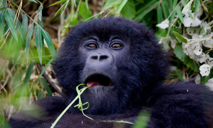 2-Day Rwanda Gorilla Tour: Quick Trek in Volcanoes Park