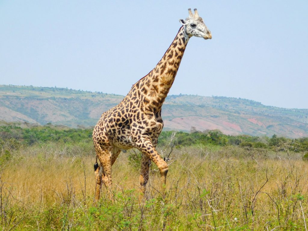 3-Day Akagera National Park Safari for Rwanda’s Big 5 Wildlife