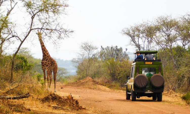 7-Day Rwanda Primates Safari: Gorillas, Chimps & Wildlife