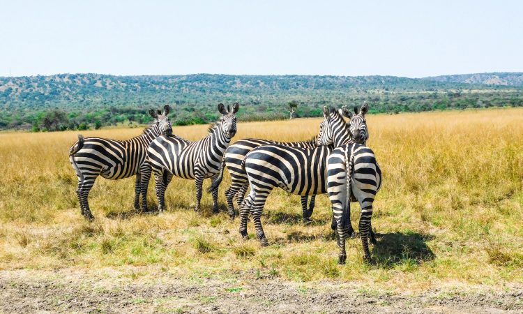 3-Day Akagera National Park Safari for Rwanda’s Big 5 Wildlife