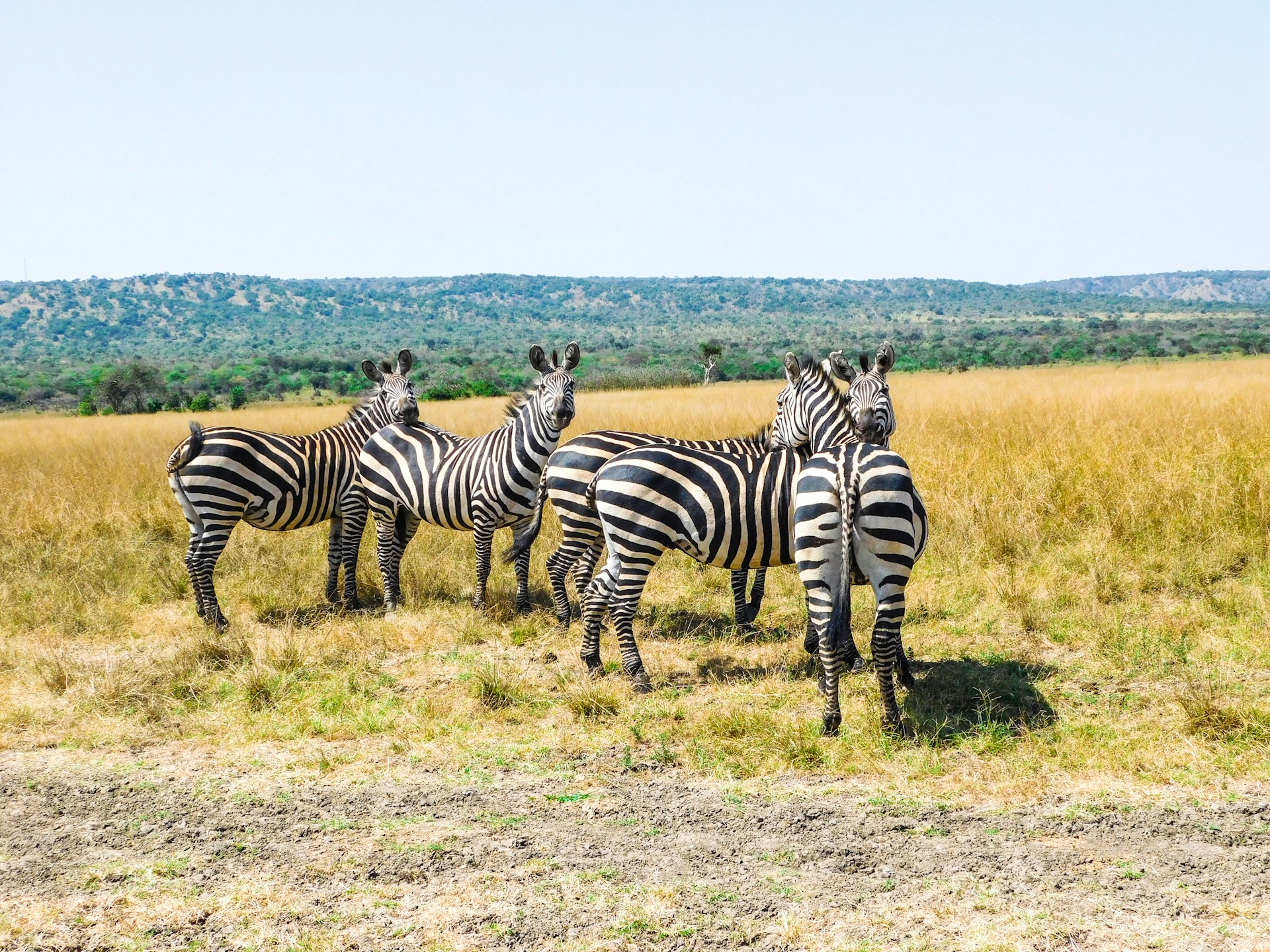 3-Day Akagera Safari | Rwanda’s Big 5 Wildlife Adventure