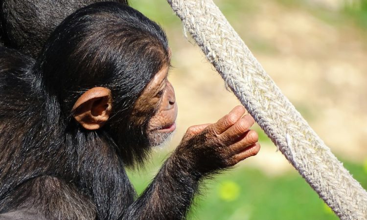 3-Day Chimpanzee Trekking Tour in Rwanda's Nyungwe Forest