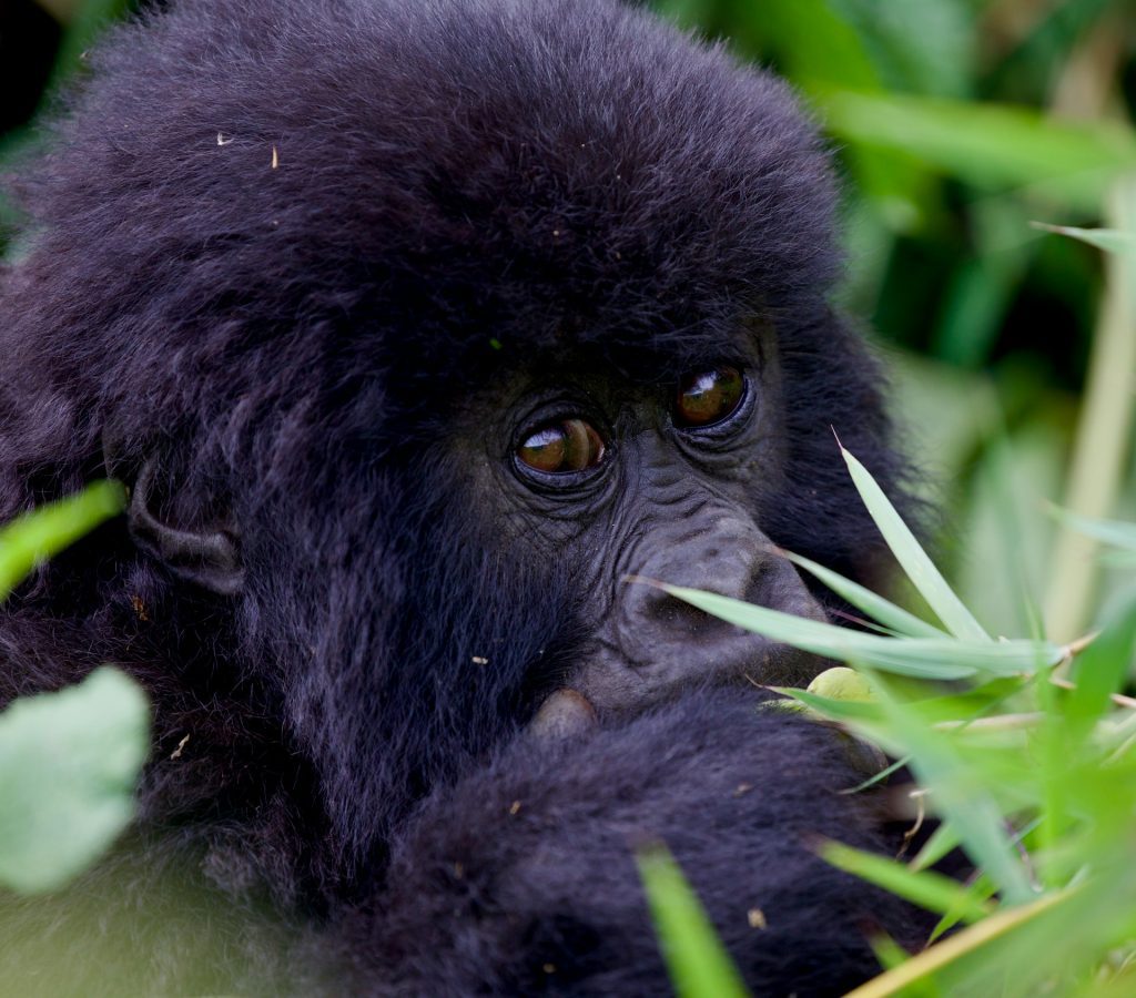 5-Day Rwanda Double Gorilla Trekking Tour in Volcanoes Park