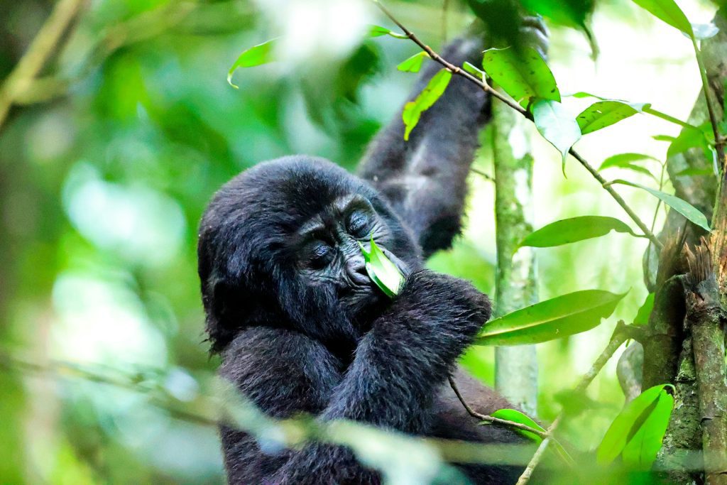 8-Day Lowland and Mountain Gorilla Trekking in Congo and Rwanda