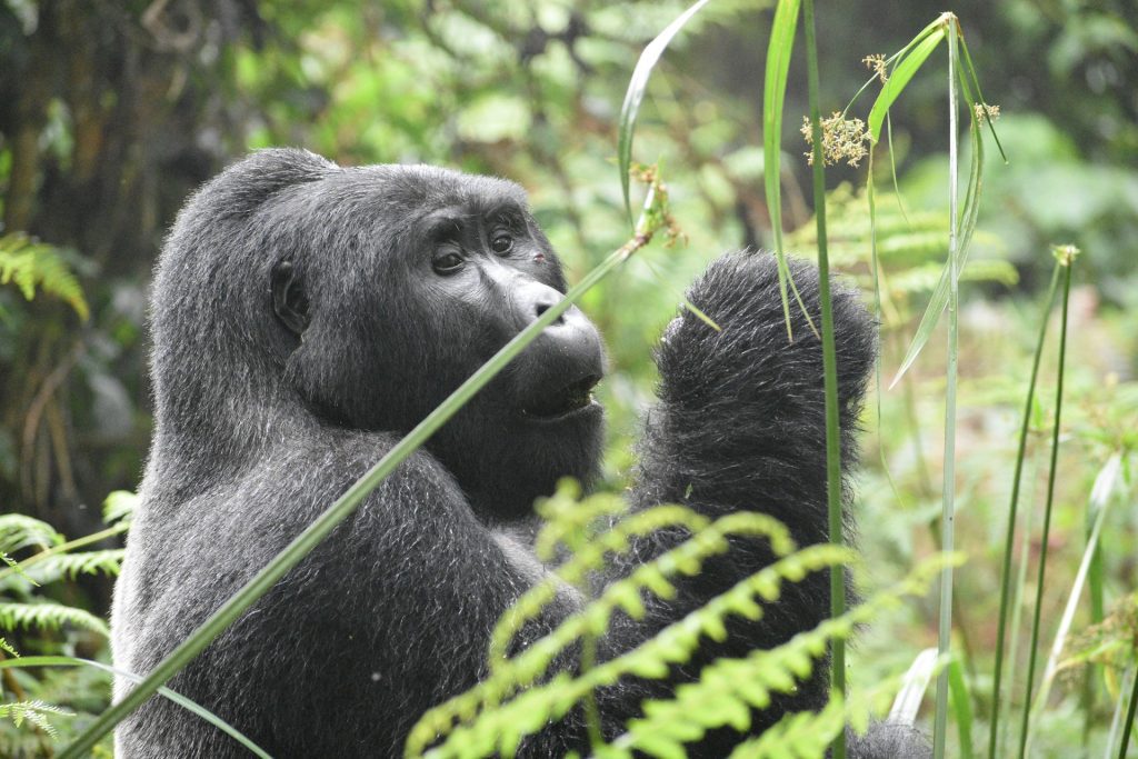 4-Day Double Gorilla Trekking Tour in Rwanda’s Volcanoes Park