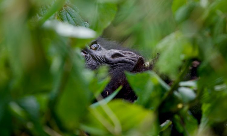 7-Day Uganda Gorilla Circuit Safari: Trekking & Wildlife Tour