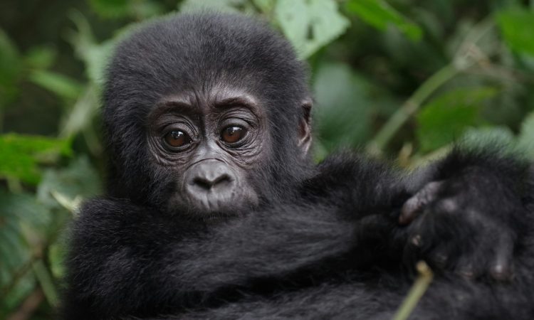 The Best Gorilla Families to Trek in Bwindi: Top Recommendations