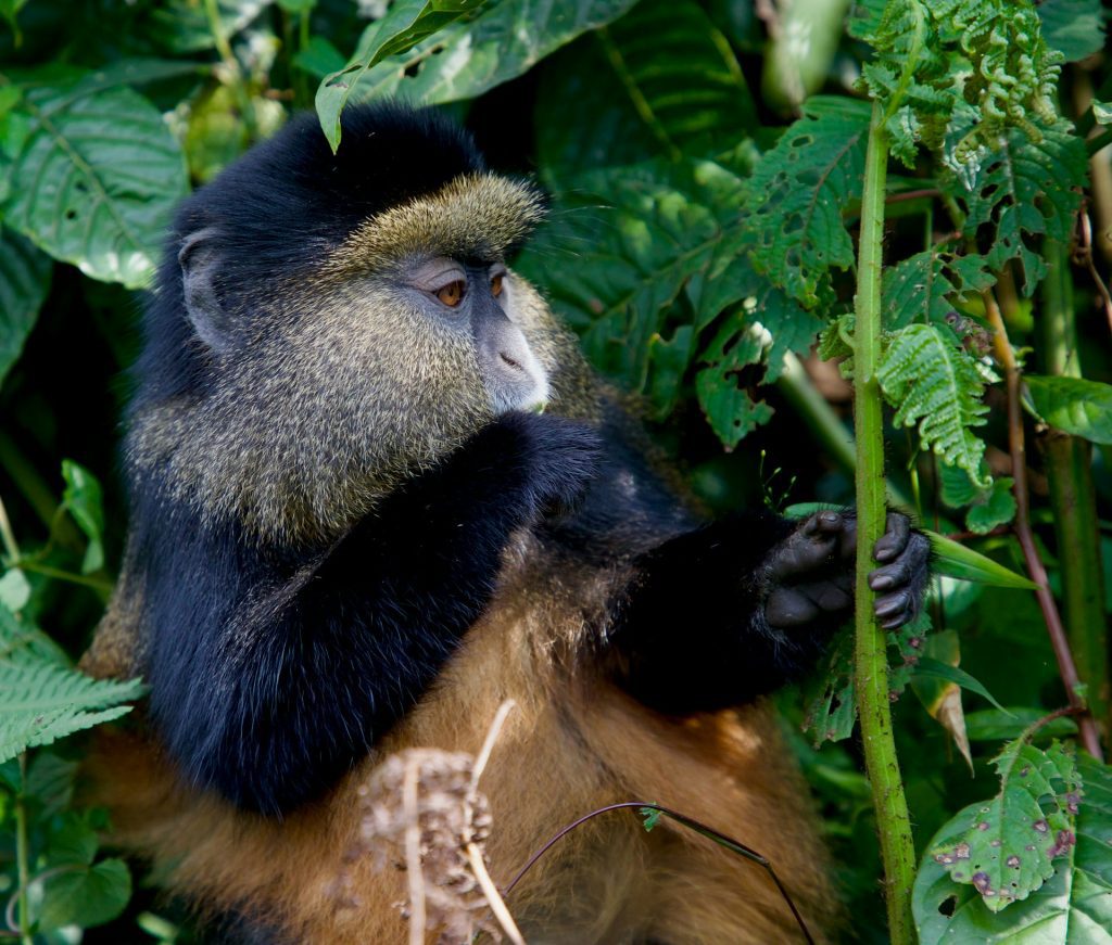 4-Day Rwanda Adventure: Gorillas & Golden Monkey Trekking Tour