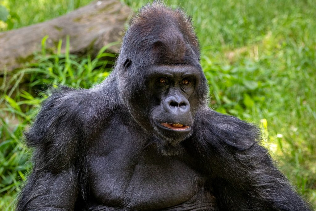 3-Day Lowland Gorilla Trekking Adventure in Congo’s Kahuzi-Biega
