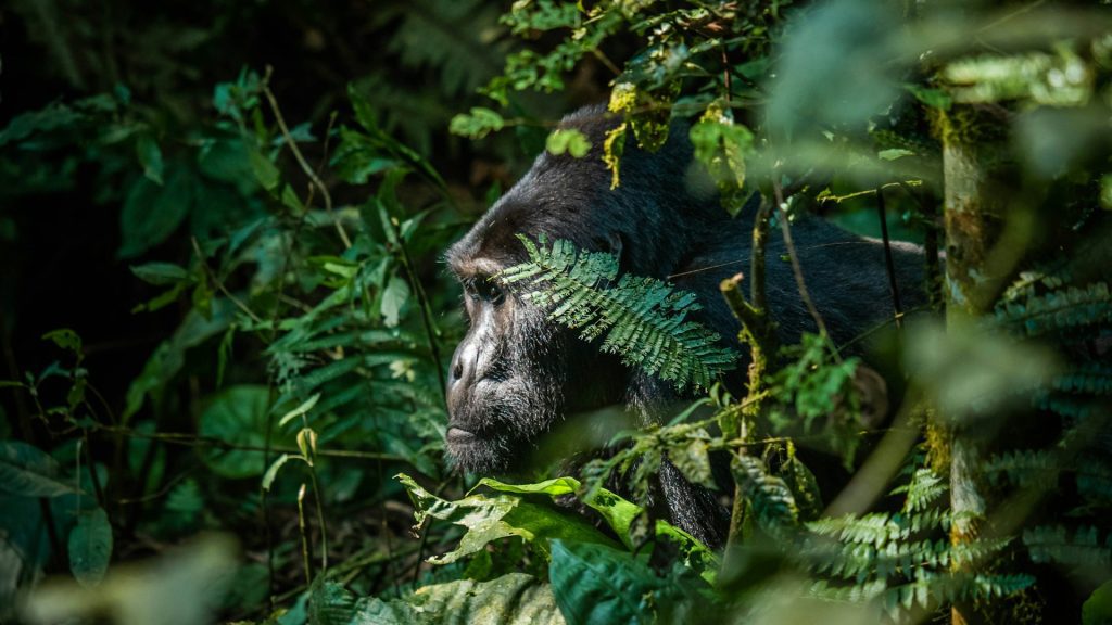 5-Day Congo Gorilla Tour: Lowland, Mountain Gorillas & Nyiragongo