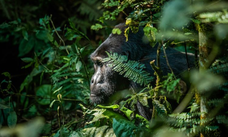 4-Day Congo Gorilla Trekking and Mount Nyiragongo Hike