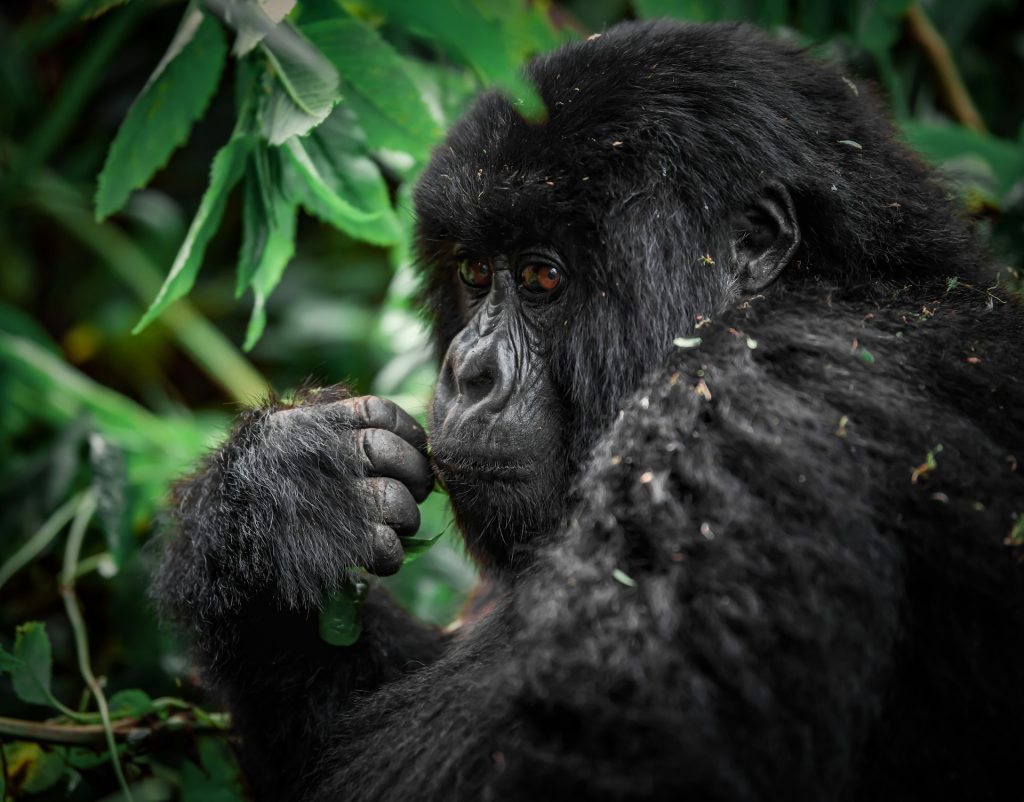 5-Day Rwanda Gorilla and Chimpanzee Trekking Tour