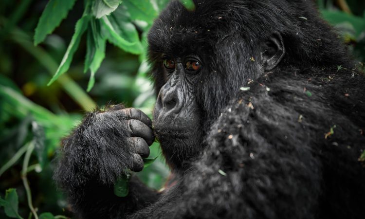 5-Day Rwanda Gorilla and Chimpanzee Trekking Tour
