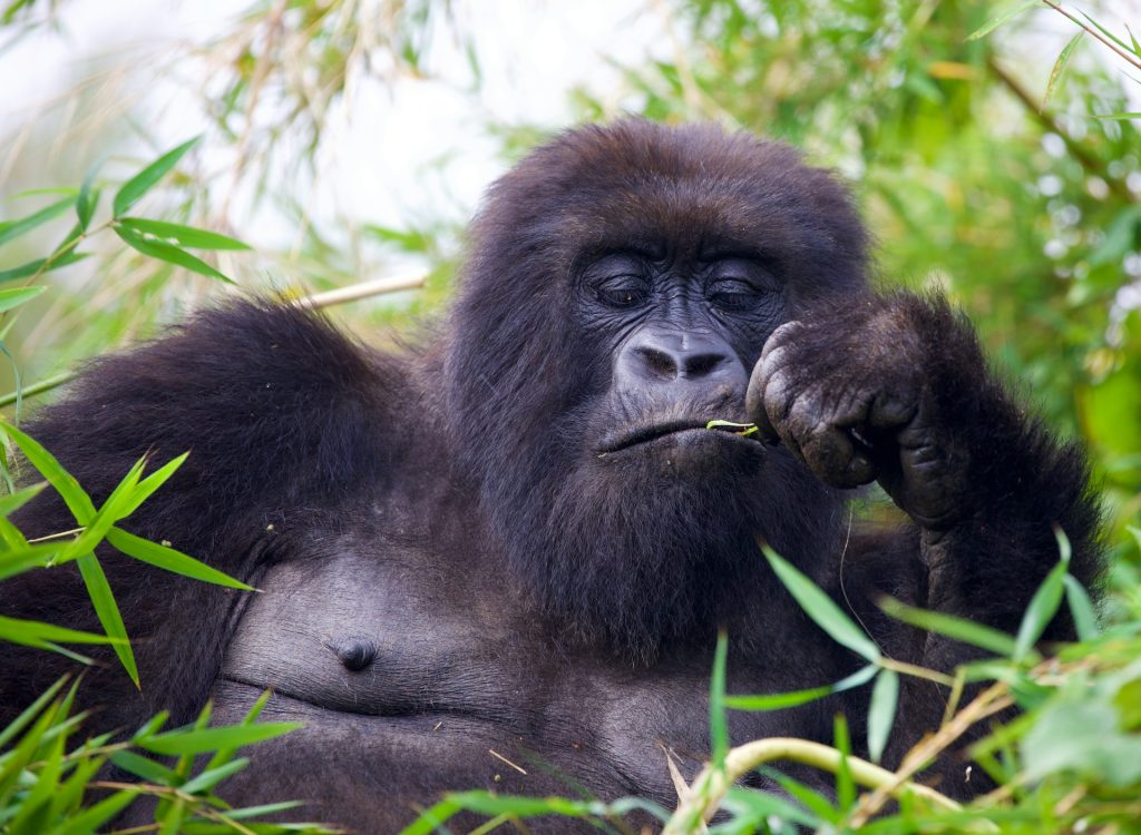 4-Day Rwanda Adventure: Gorillas & Golden Monkey Trekking Tour