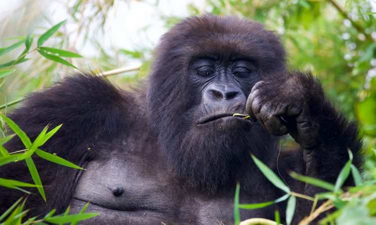5-Day Rwanda Double Gorilla Trekking Tour in Volcanoes Park
