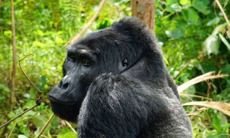 5-Day Virunga Gorilla Trekking & Nyiragongo Volcano Adventure