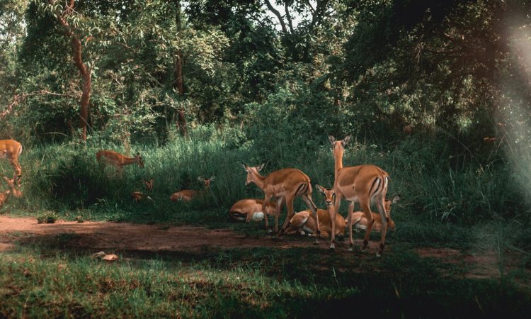 6-Day Rwanda Gorilla Trek & Big 5 Safari in Volcanoes & Akagera