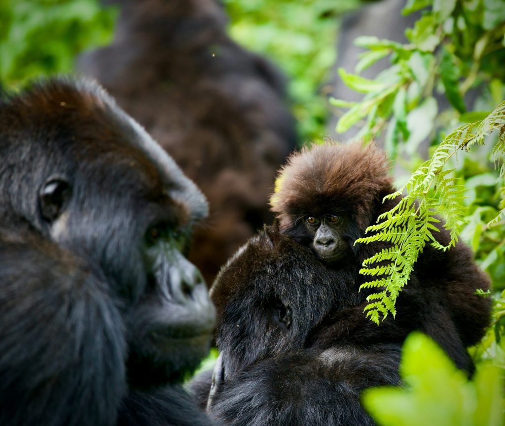 7-Day Rwanda Primates Safari: Gorillas, Chimps & Wildlife
