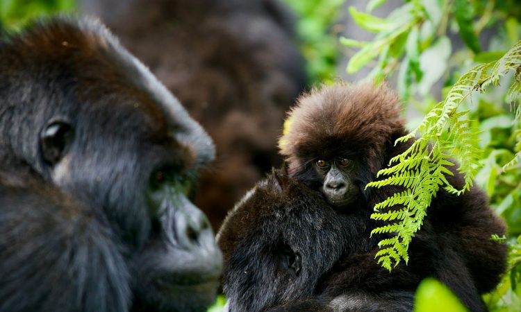 Easiest & Most Challenging Gorilla Sectors to Trek in Bwindi