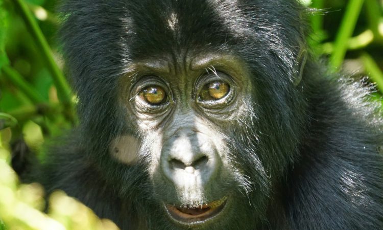 8-Day Lowland and Mountain Gorilla Trekking in Congo and Rwanda