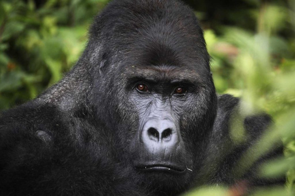 3 Days Lowland Gorilla Trekking