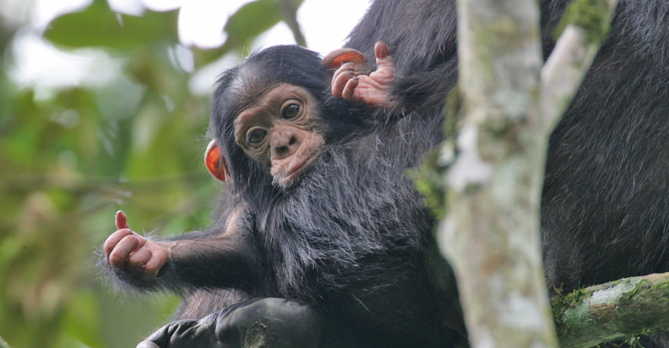 3 Days Rwanda Chimpanzee Trekking