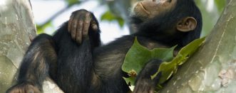 5 Days Rwanda Primates Safari
