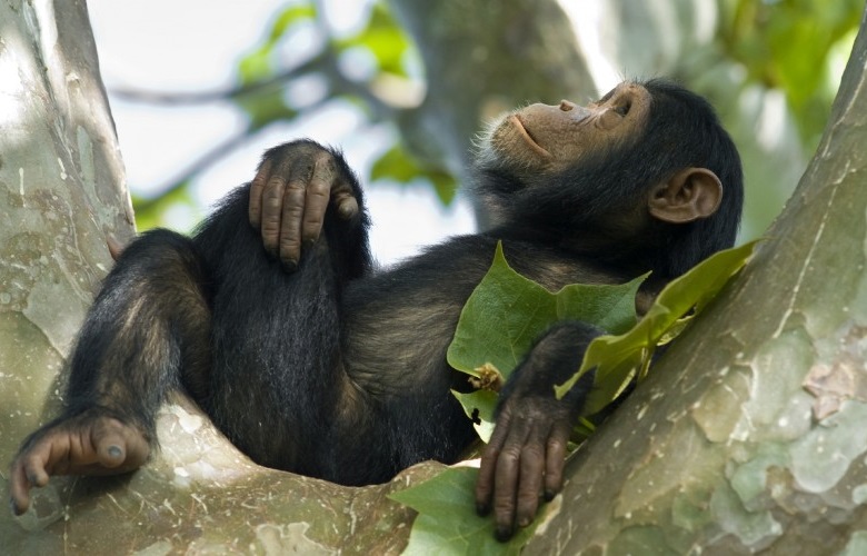 5-Day Rwanda Gorilla and Chimpanzee Trekking Tour