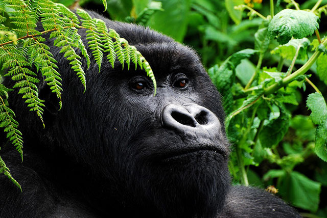 6-Day Rwanda Gorilla Trekking, Culture & Wildlife Adventure