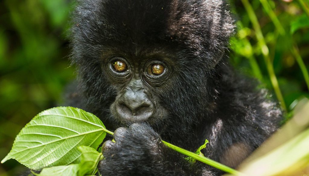 5-Day Virunga Gorilla Trekking & Nyiragongo Volcano Adventure