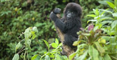 4 Days Congo Gorilla Safari