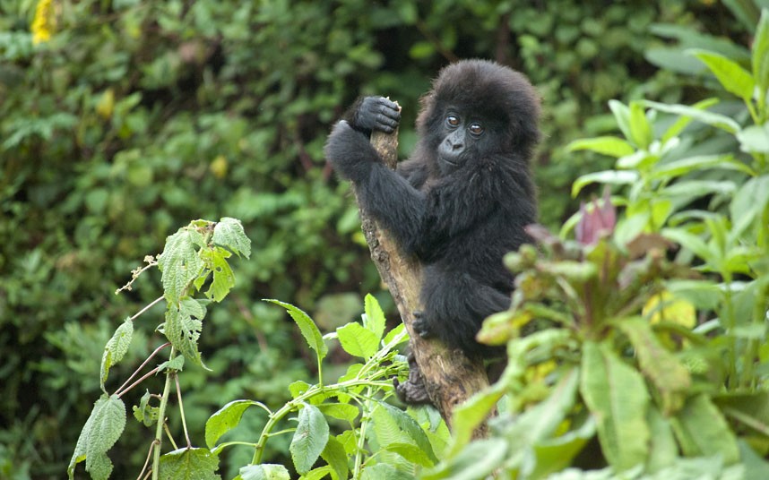 4 Days Congo Gorilla Safari