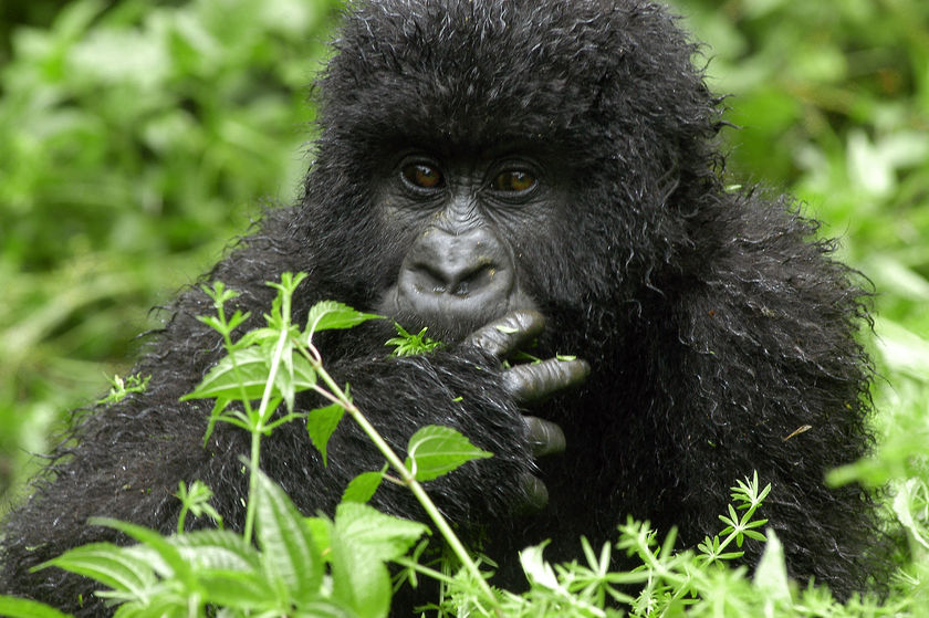 3 Days Congo Gorilla Tour