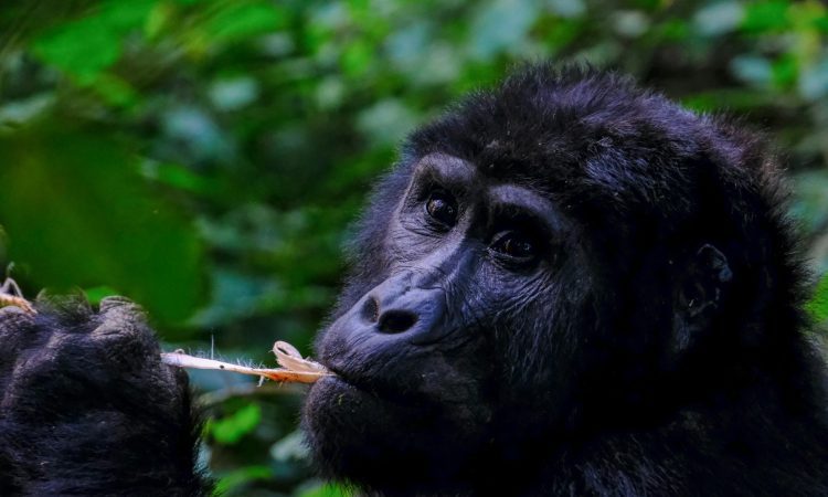 Is Bwindi Safe to Visit? Travel Tips & Safety Measures