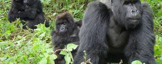 2 Days Uganda Gorilla Safari