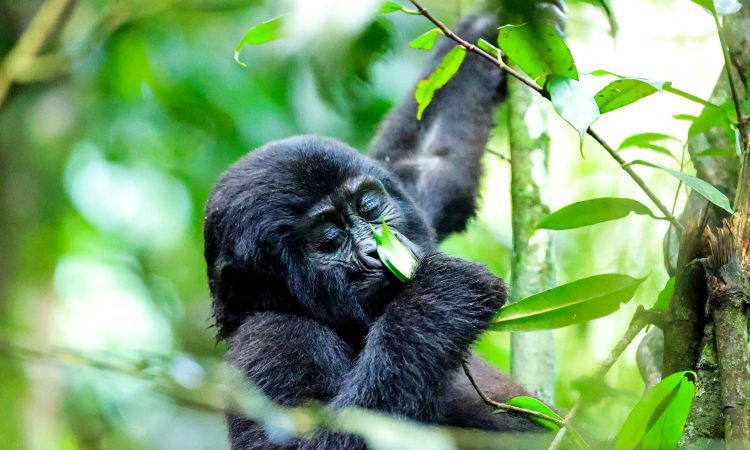 Gorilla Trekking in Ruhija Sector – Ultimate Bwindi Adventure