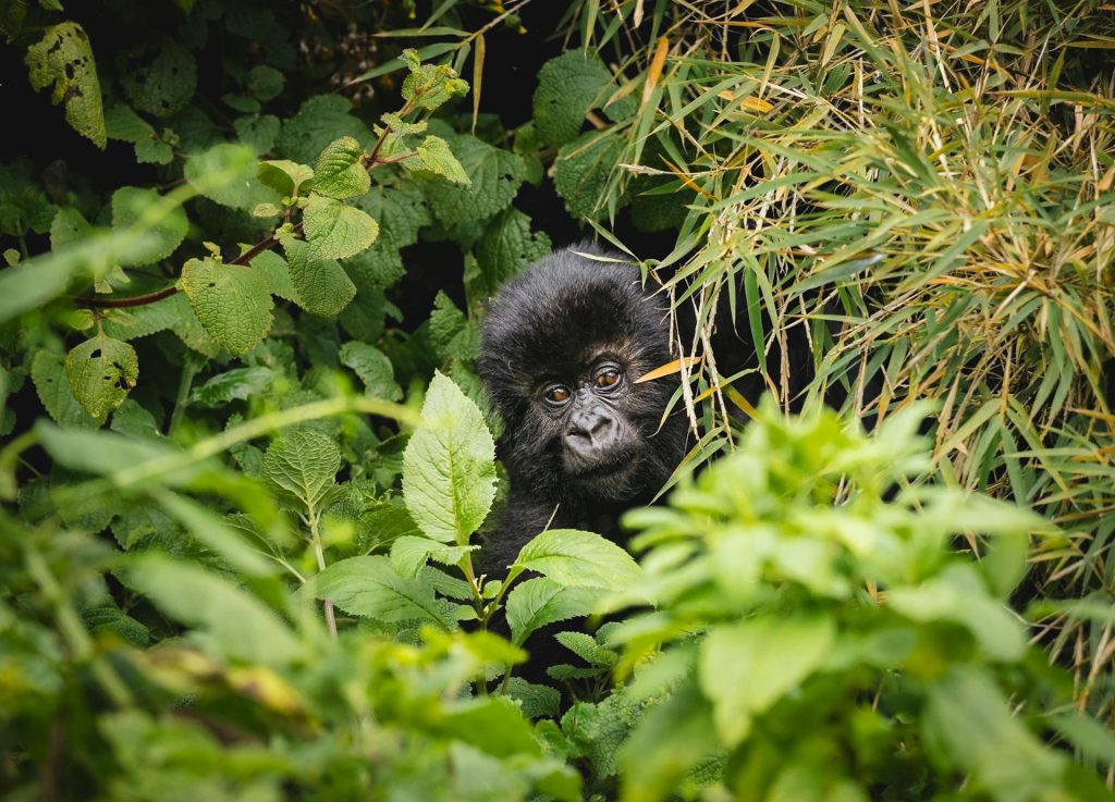 3-Day Uganda Gorilla Habituation Tour in Bwindi Forest