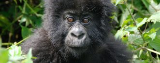 3 Days Gorilla Tracking Bwindi