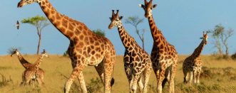 3 Days Murchison Falls Wildlife Safari