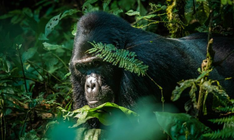 Gorilla Trekking in Rushaga Sector – Ultimate Bwindi Adventure