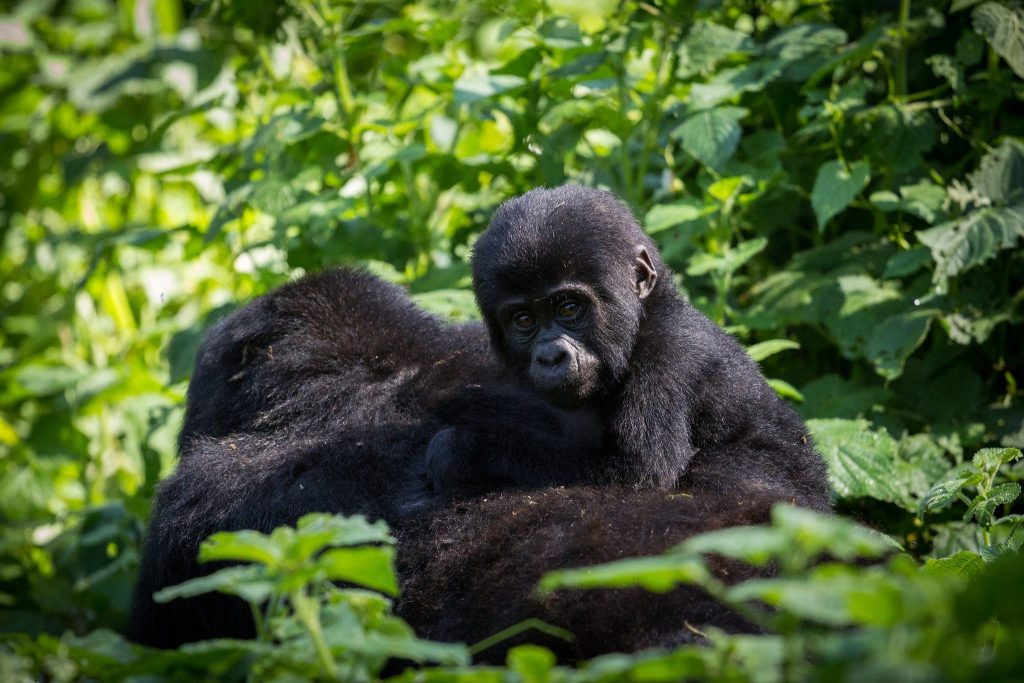 Susa Gorilla Group - Tracking Rwanda's Largest Gorilla Family