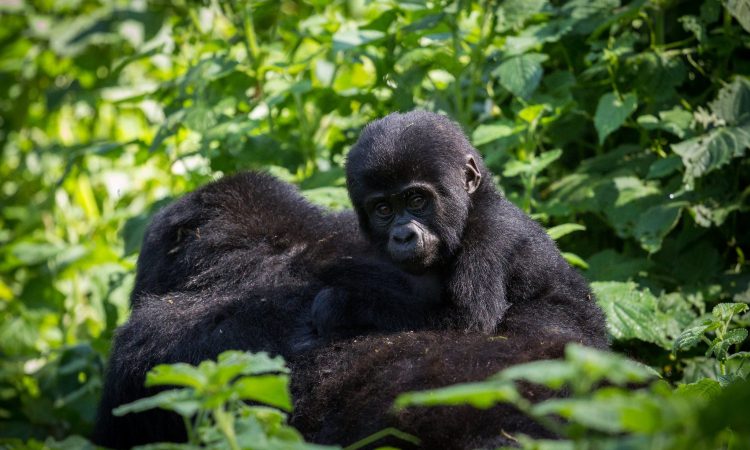 Susa Gorilla Group - Tracking Rwanda's Largest Gorilla Family