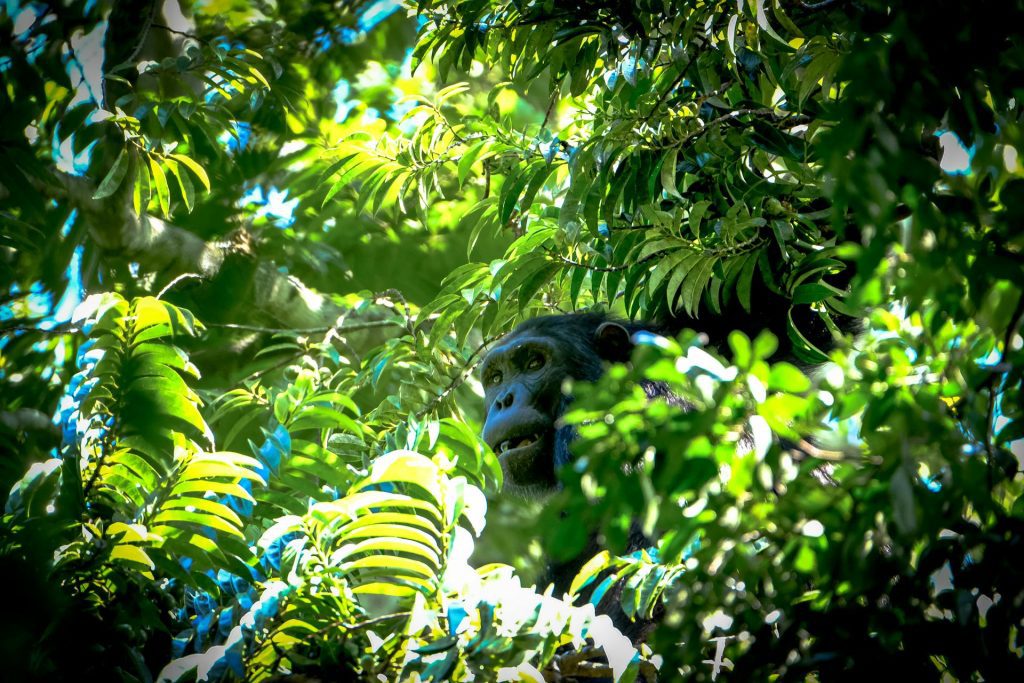 10-Day Uganda Safari: Big Five, Gorilla Trekking & Adventure