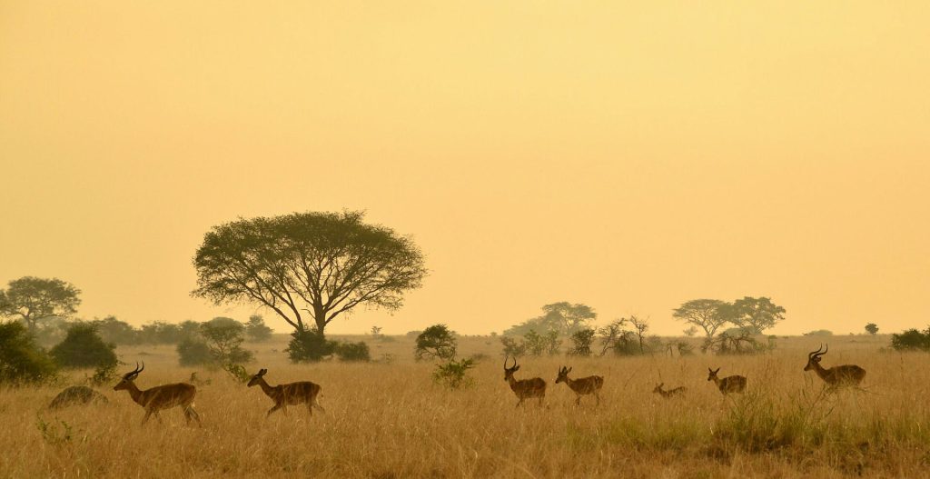 10-Day Uganda Safari: Big Five, Gorilla Trekking & Adventure